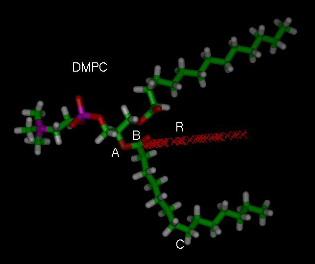 DMPC molecule