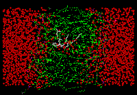 DMPC molecule